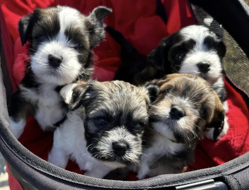 The Breeding, Delivery & After Care